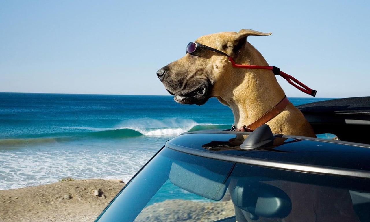 Marmaduke Where to Watch and Stream Online Entertainment.ie