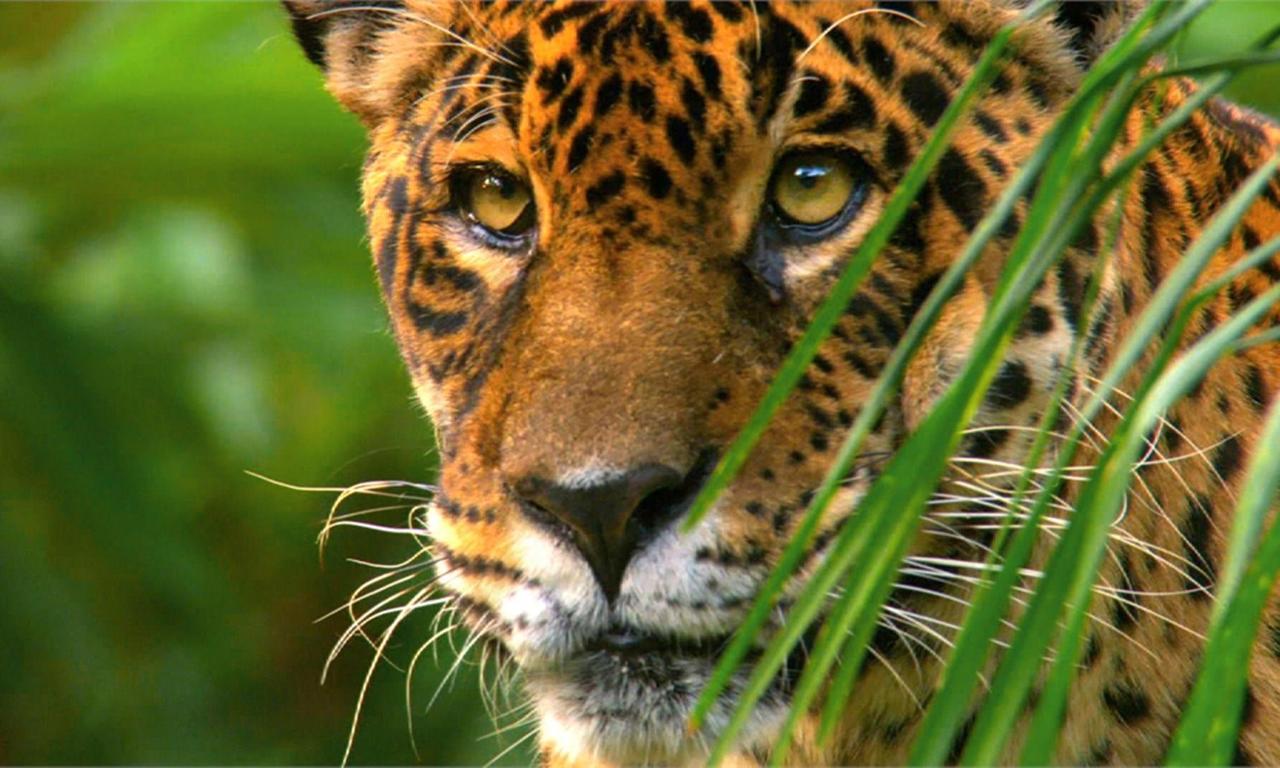 Wild Amazon - Where to Watch and Stream Online – Entertainment.ie