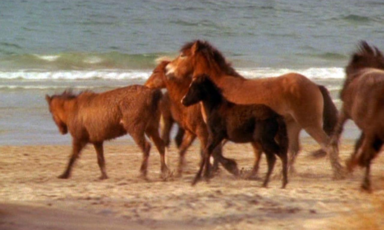 Touching Wild Horses Where to Watch and Stream Online Entertainment.ie