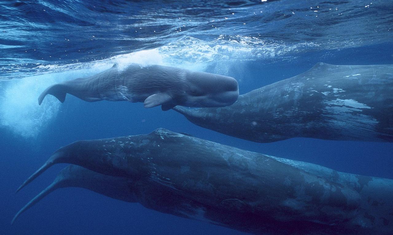 header image for Giants of the Deep Blue