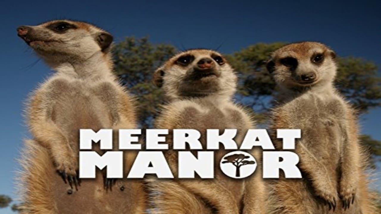 Cute meerkat to watch - Stock Photo [88621114] - PIXTA