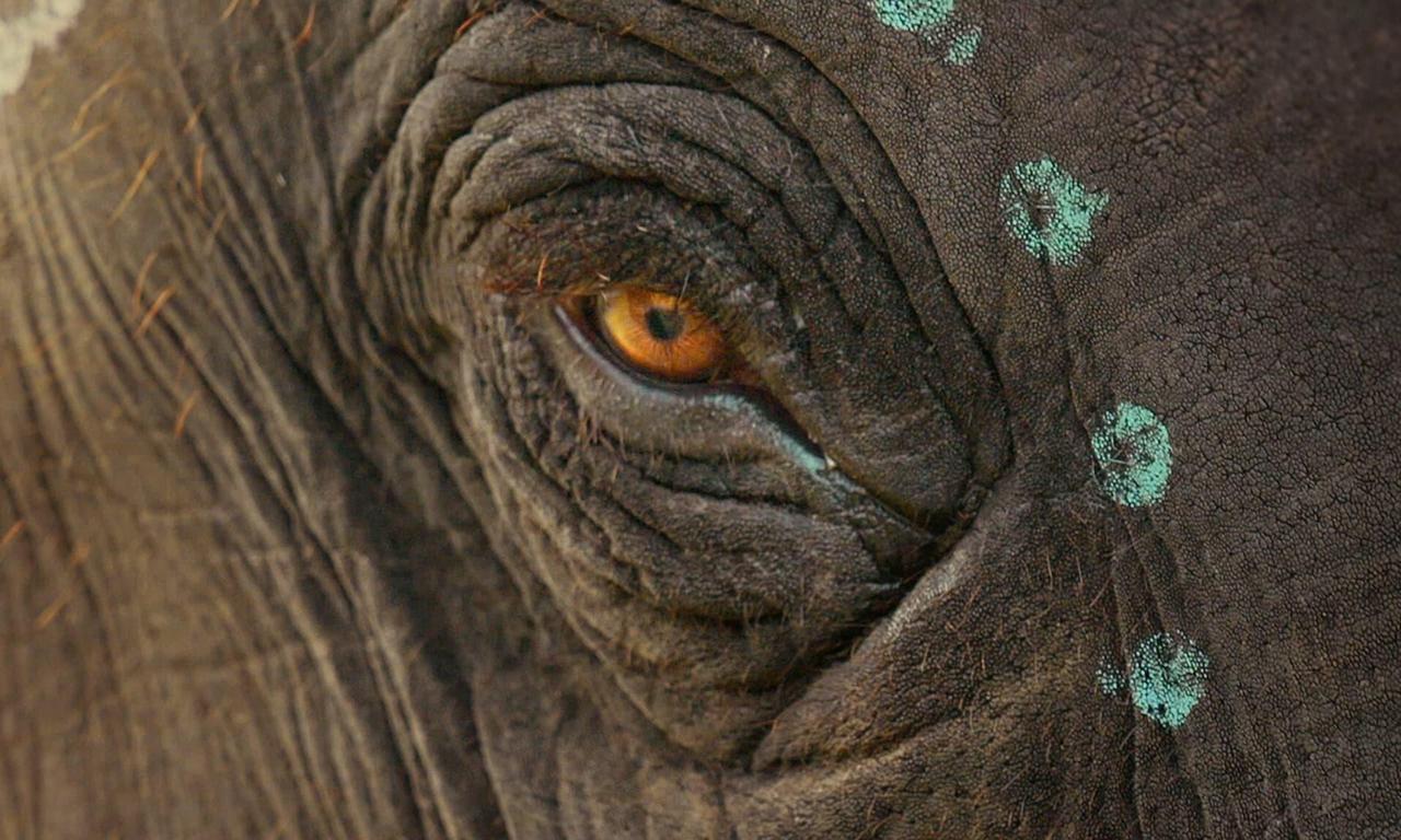 header image for The Elephant Whisperers