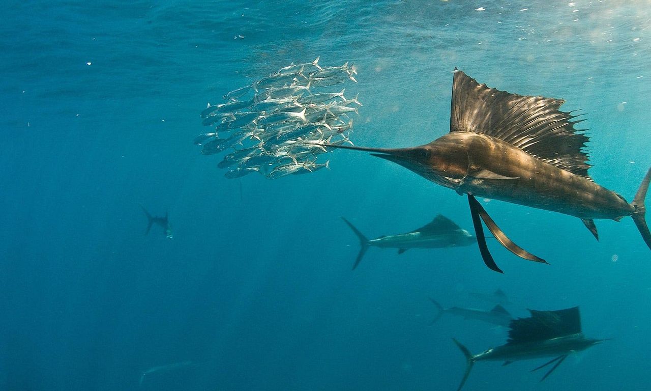 header image for Deep Sea Killers