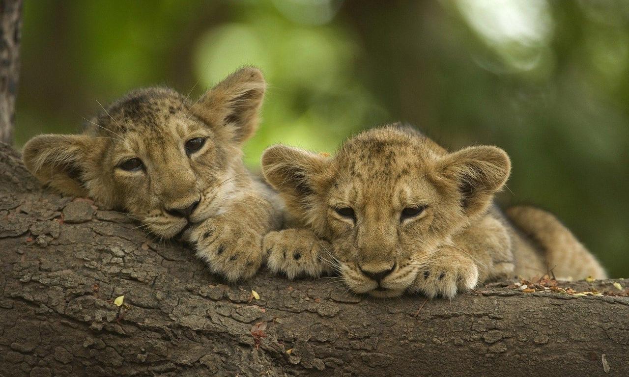 header image for War of the Lions