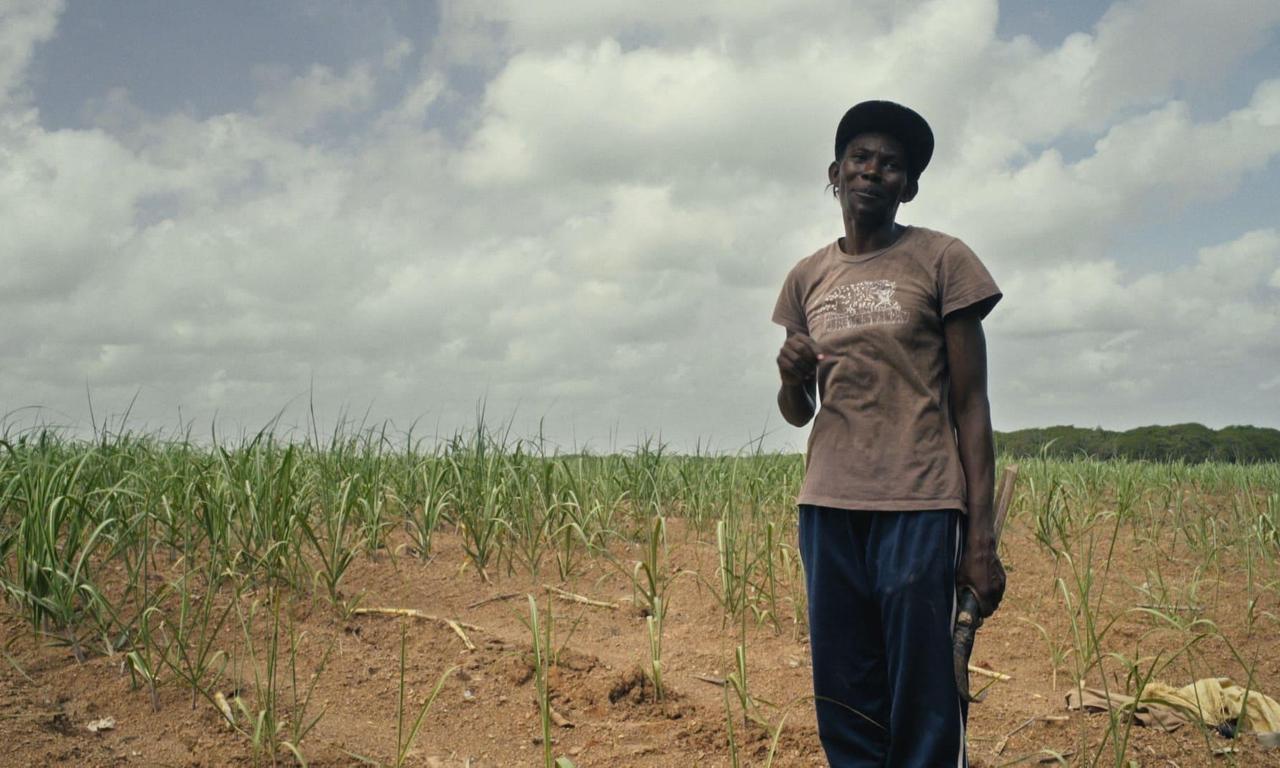 Sugar Cane Malice Where to Watch and Stream Online Entertainment.ie