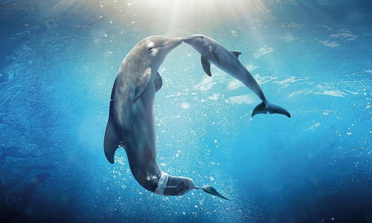 header image for Dolphin Tale 2