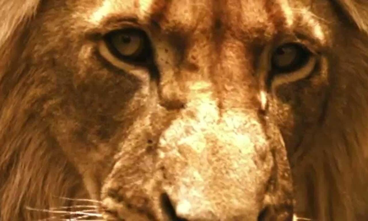 Brothers In Blood The Lions Of Sabi Sand Full Documentary Brothers in Blood: The Lions of Sabi Sand - Where to Watch and Stream