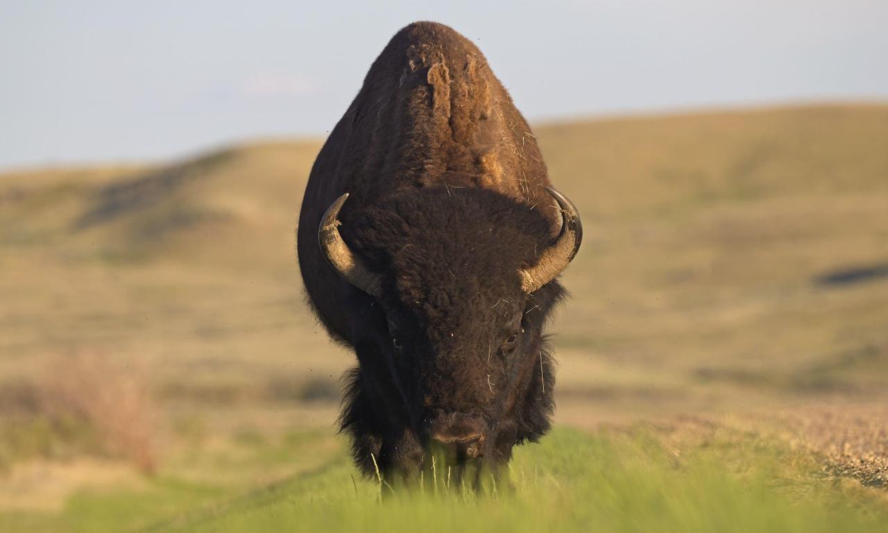 header image for Wild Prairie Man