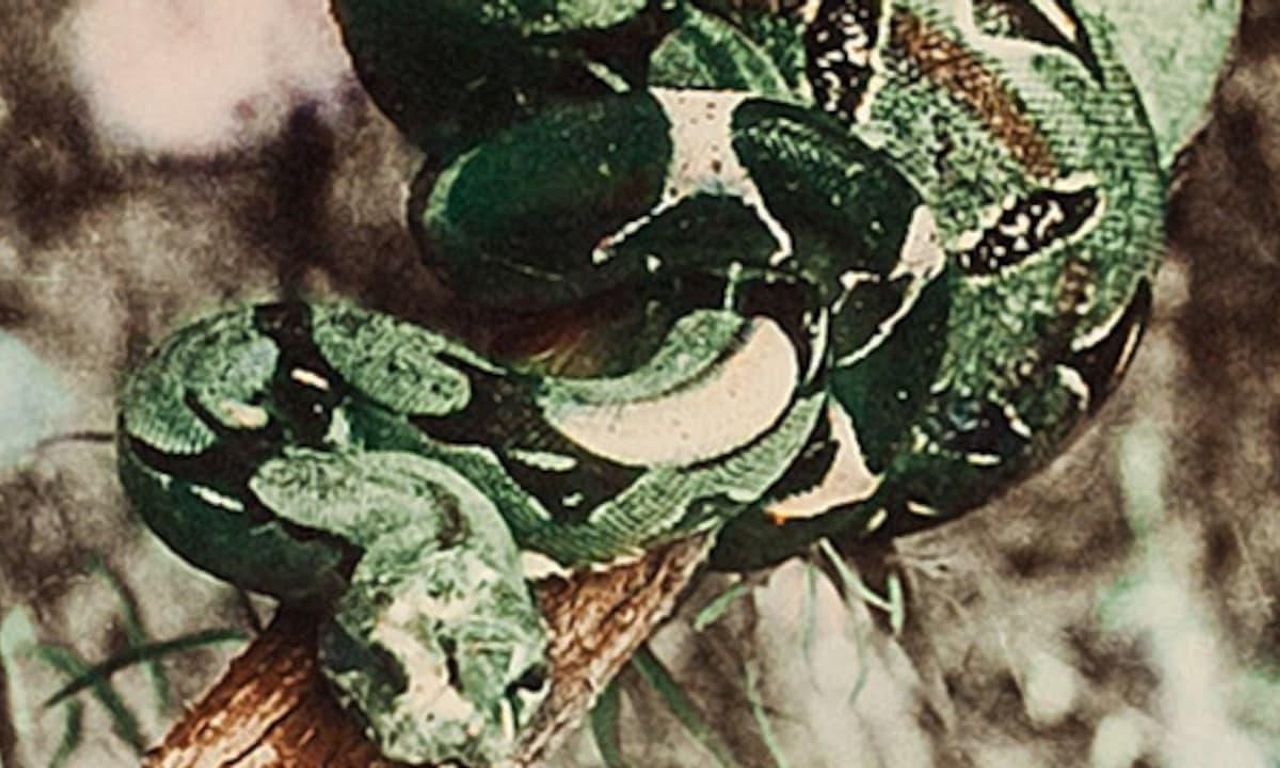header image for Attack of the Jungle Women