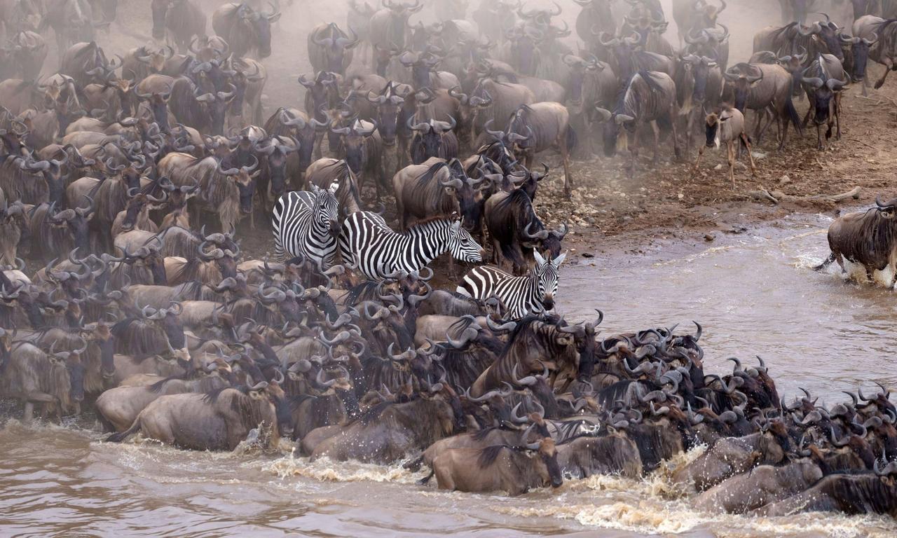 header image for Incredible Animal Journeys