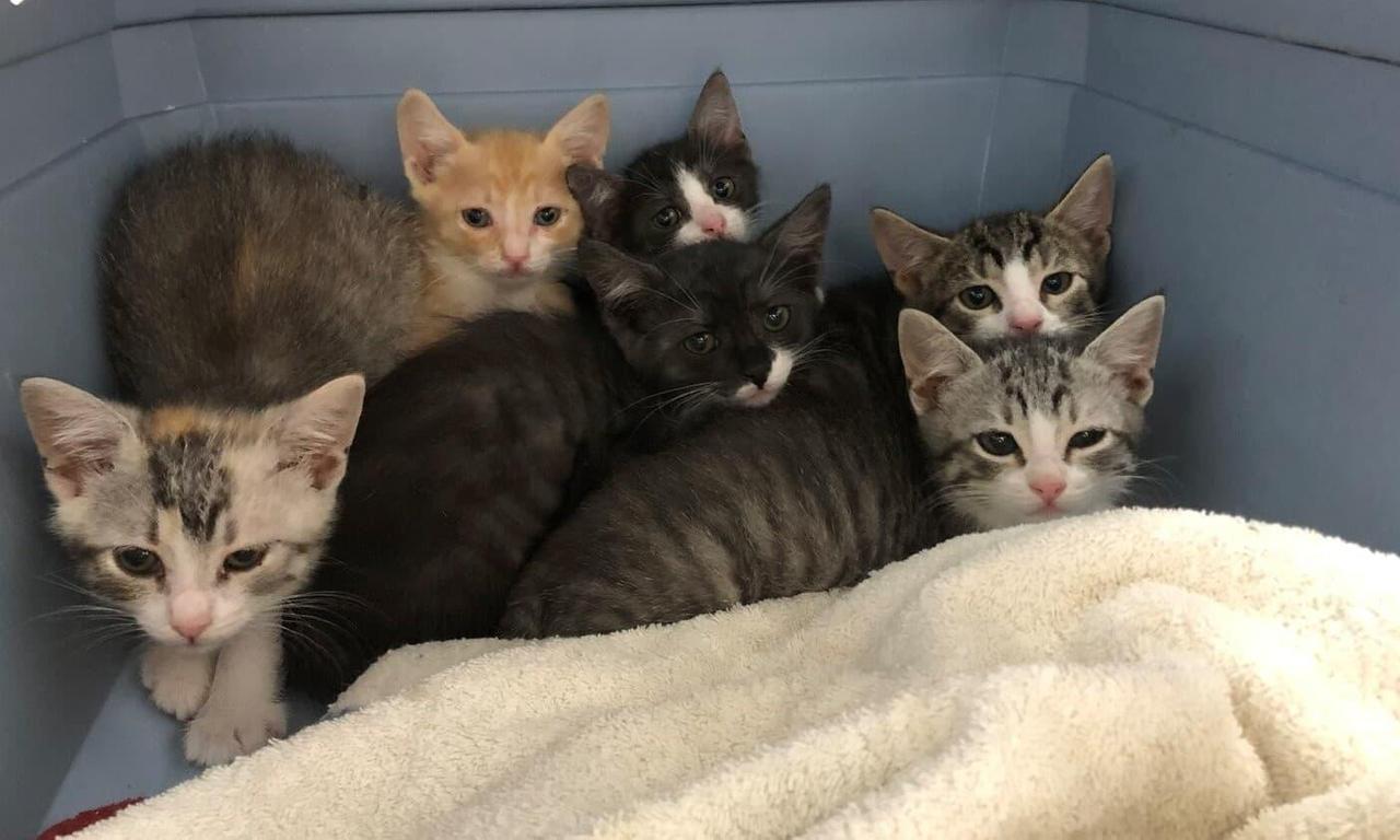 header image for Crazy Cat Lady