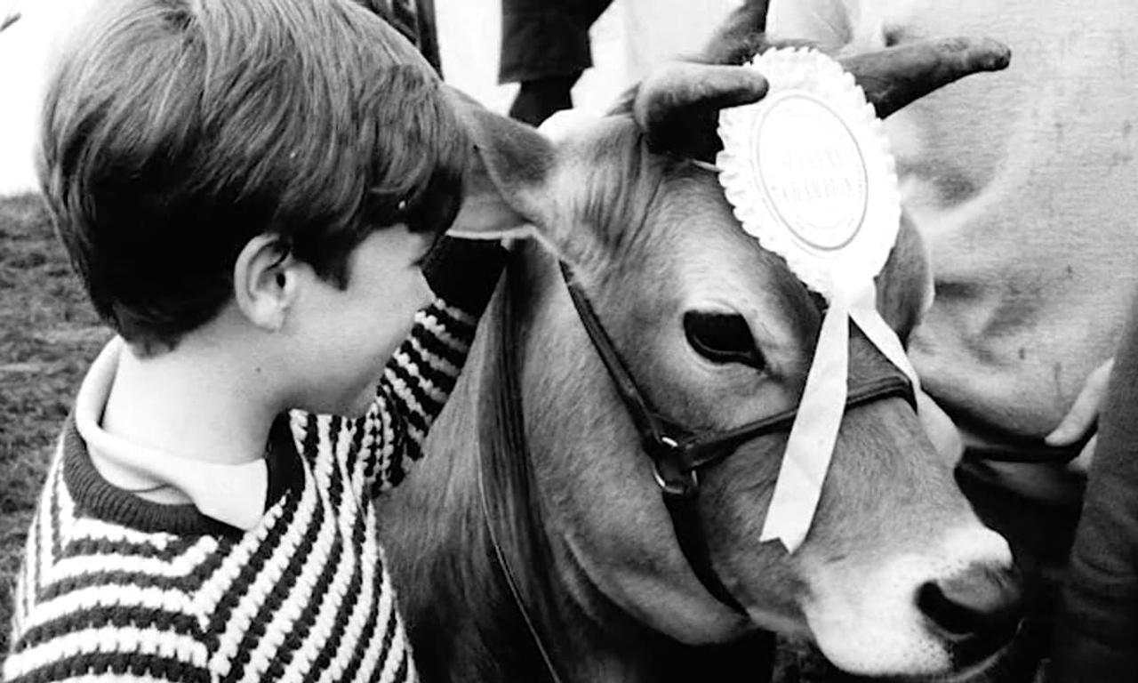 header image for Calamity the Cow