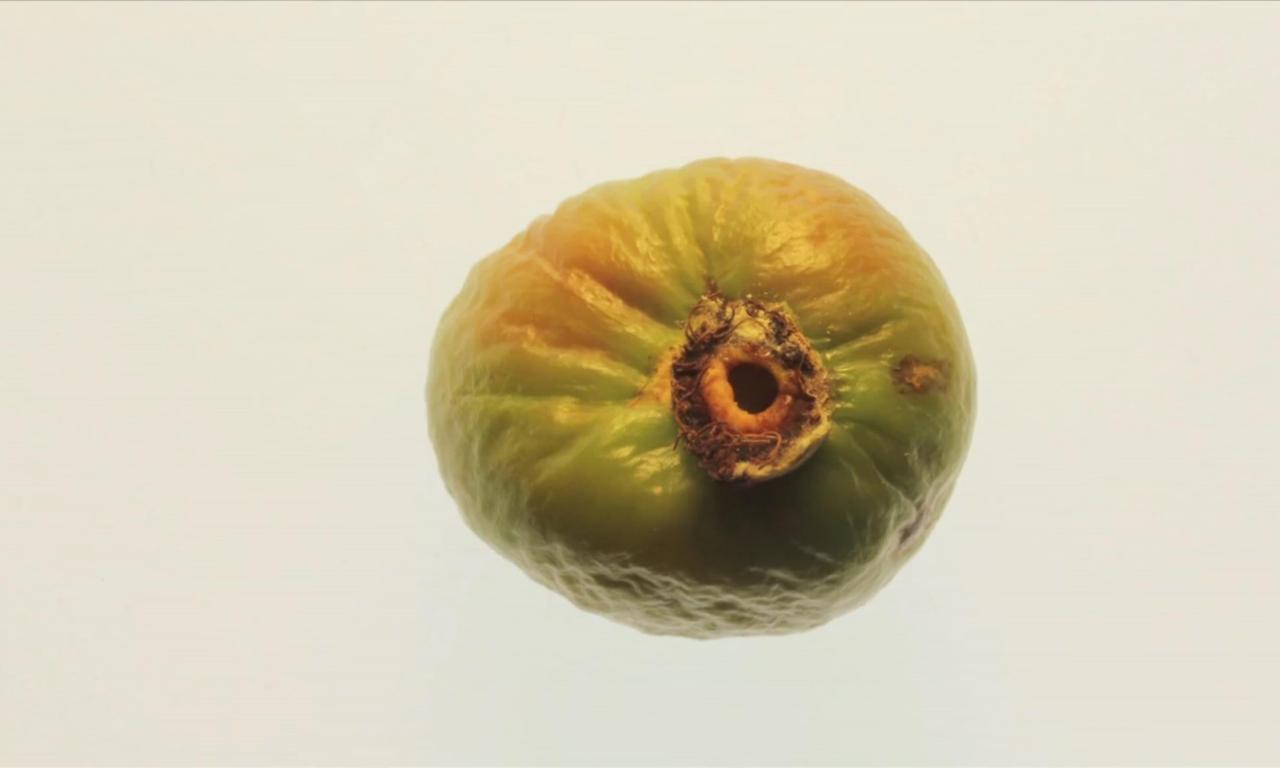 header image for Suddenly, Last Summer