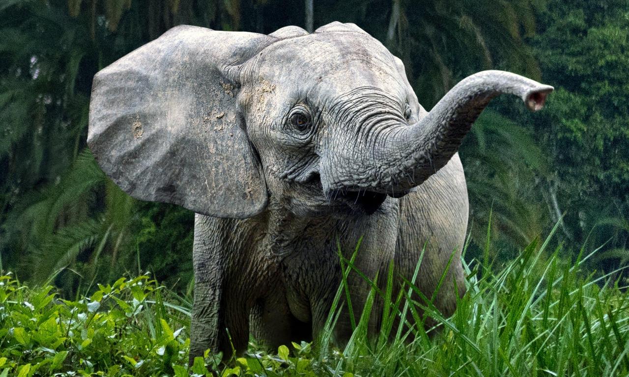 header image for Secrets of the Elephants