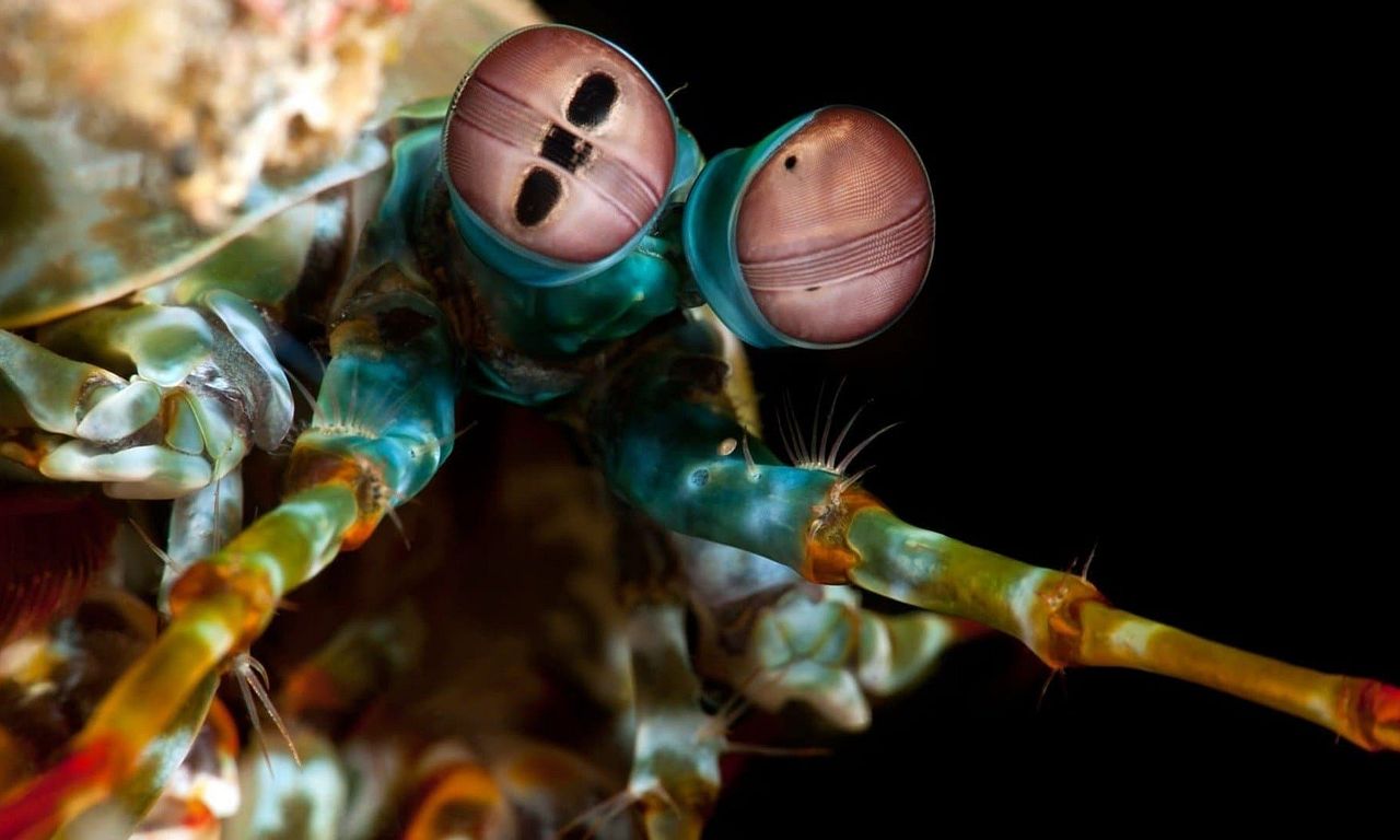 header image for Ocean's Weirdest