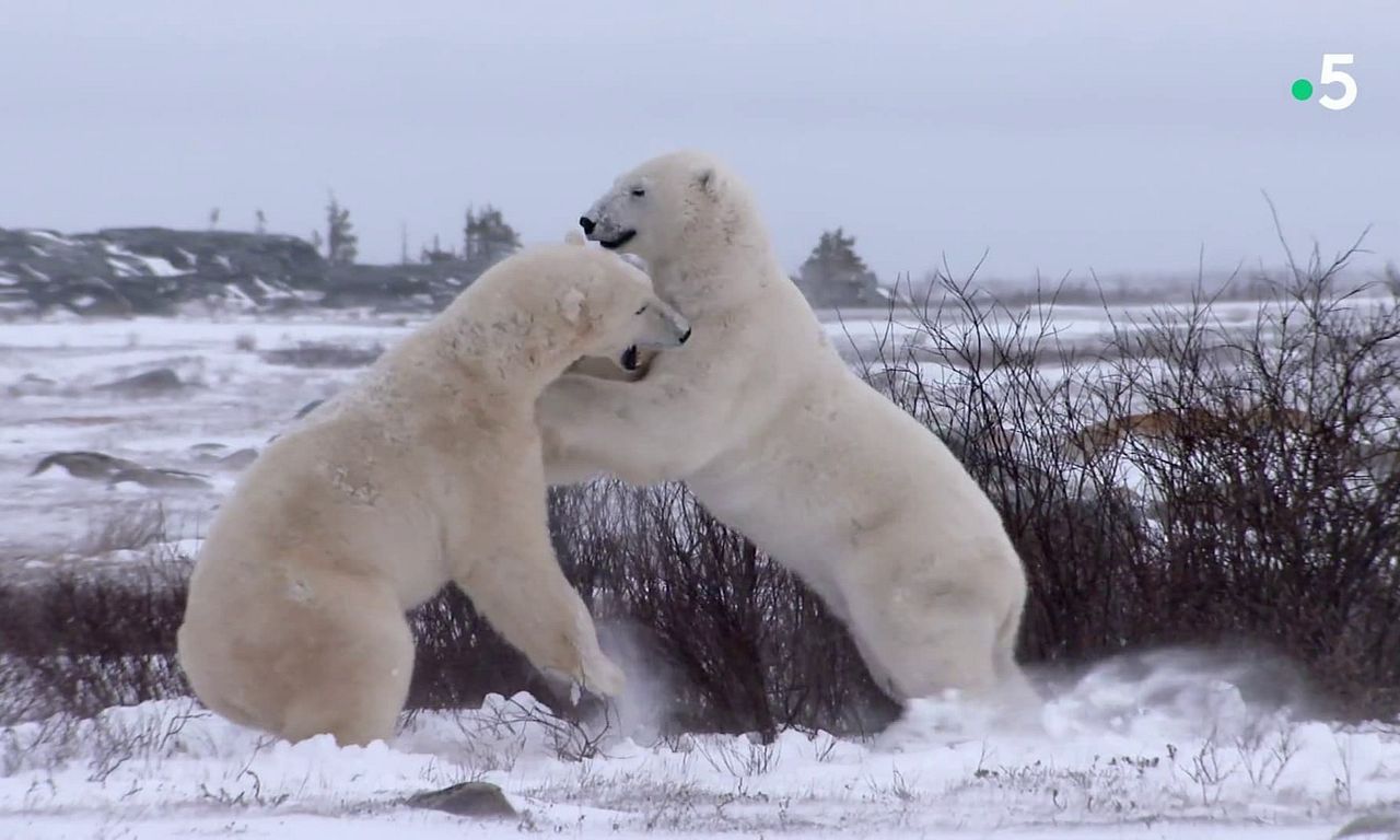 header image for Kingdom of the Polar Bears