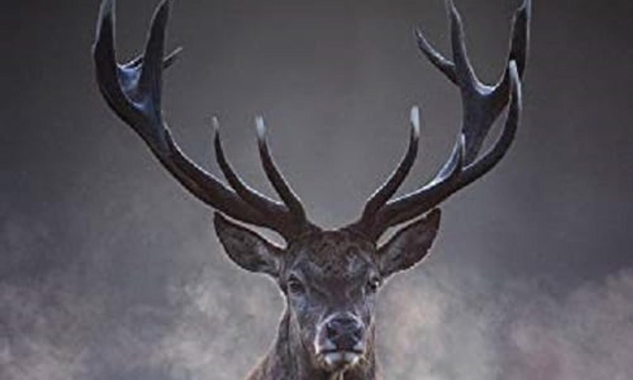 header image for Wild Britain