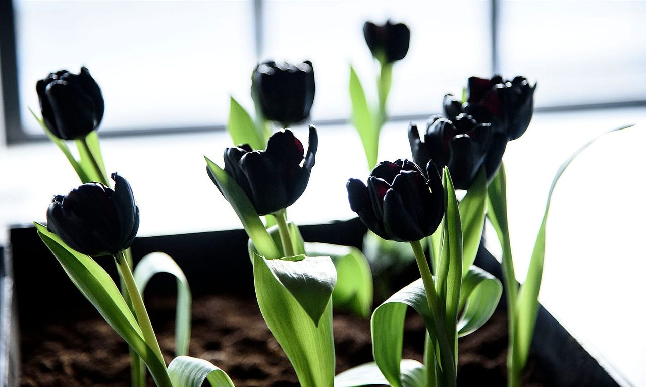 header image for Black Tulip