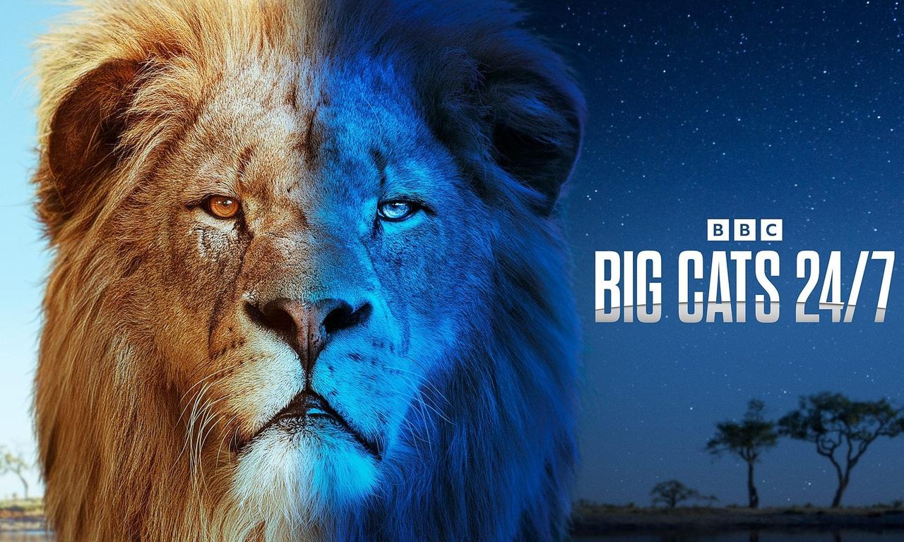 header image for Big Cats 24/7