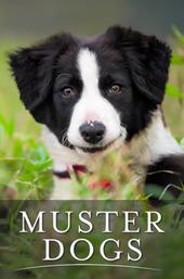 Muster Dogs