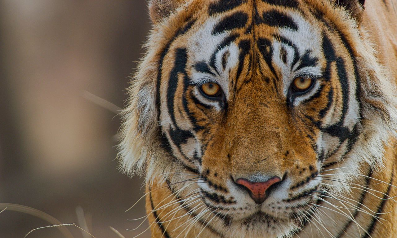 header image for Tiger