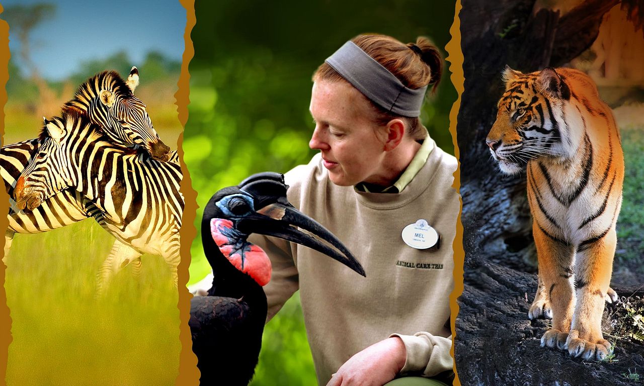 header image for Magic of Disney's Animal Kingdom