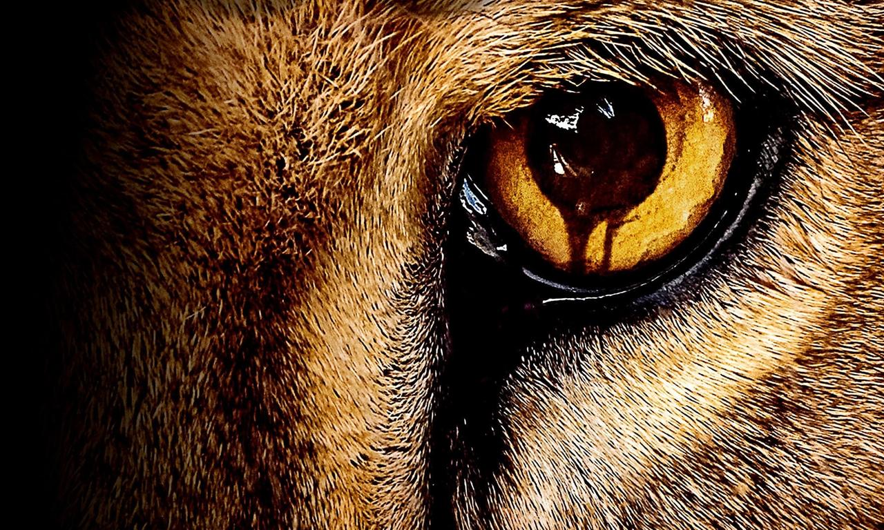 header image for Zoo