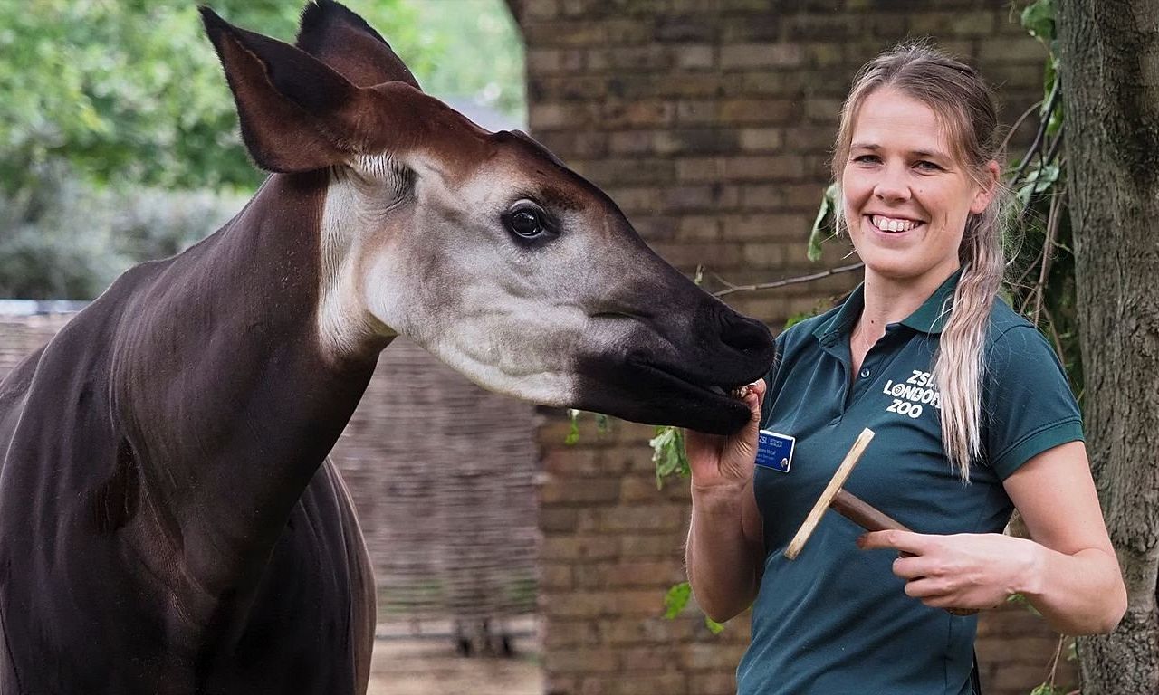 header image for London Zoo: An Extraordinary Year