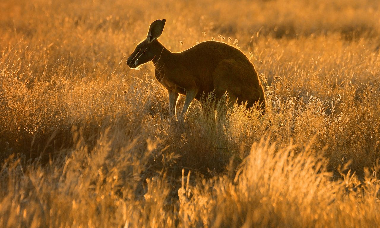 header image for Wild Australia