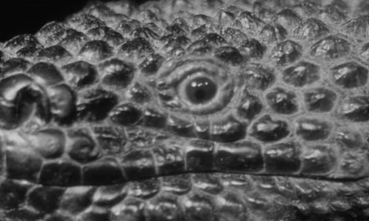 header image for The Giant Gila Monster