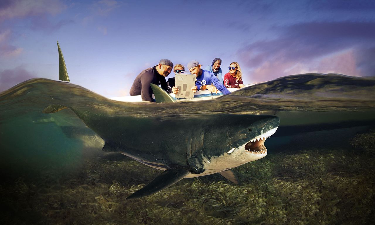 header image for Shark Attack Files