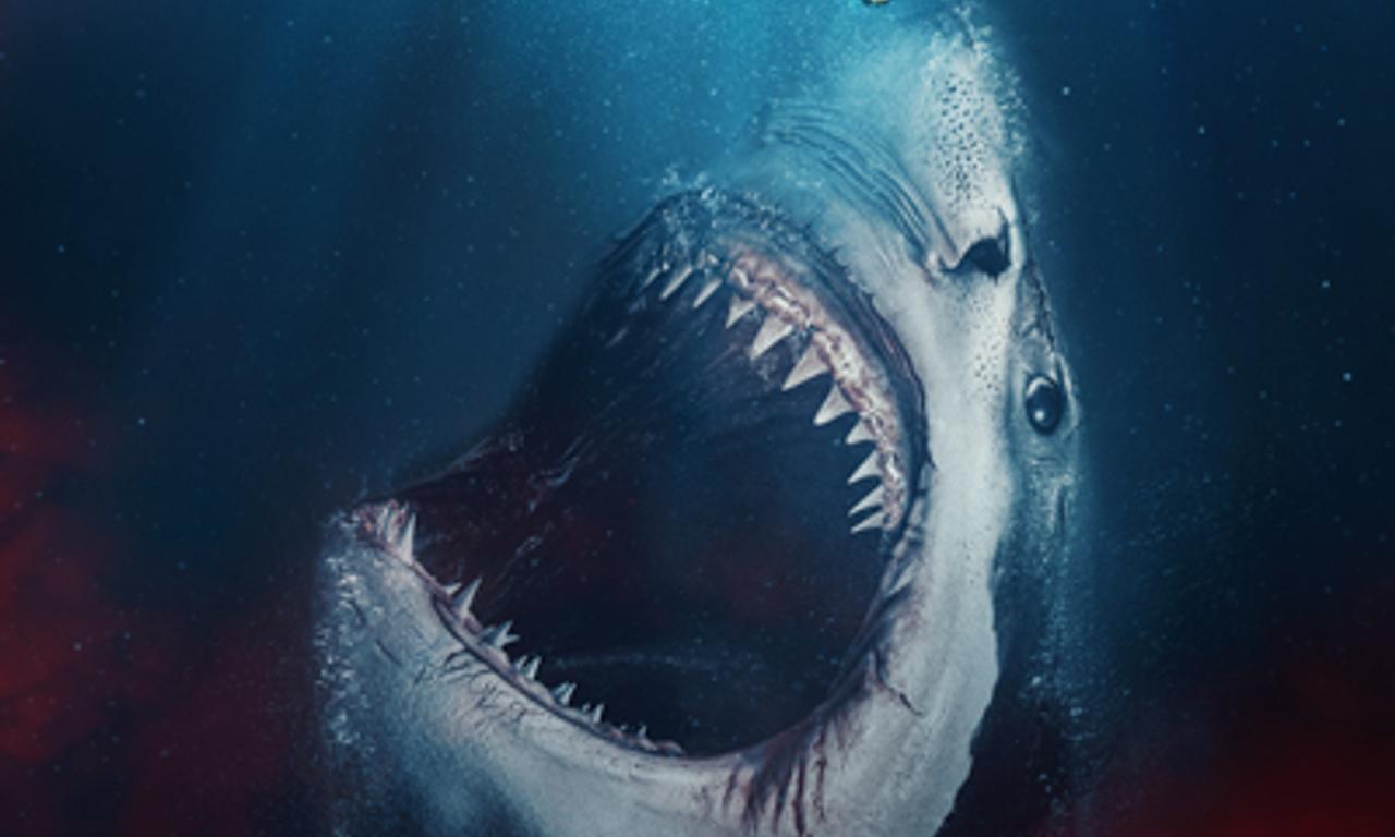 header image for The Requin