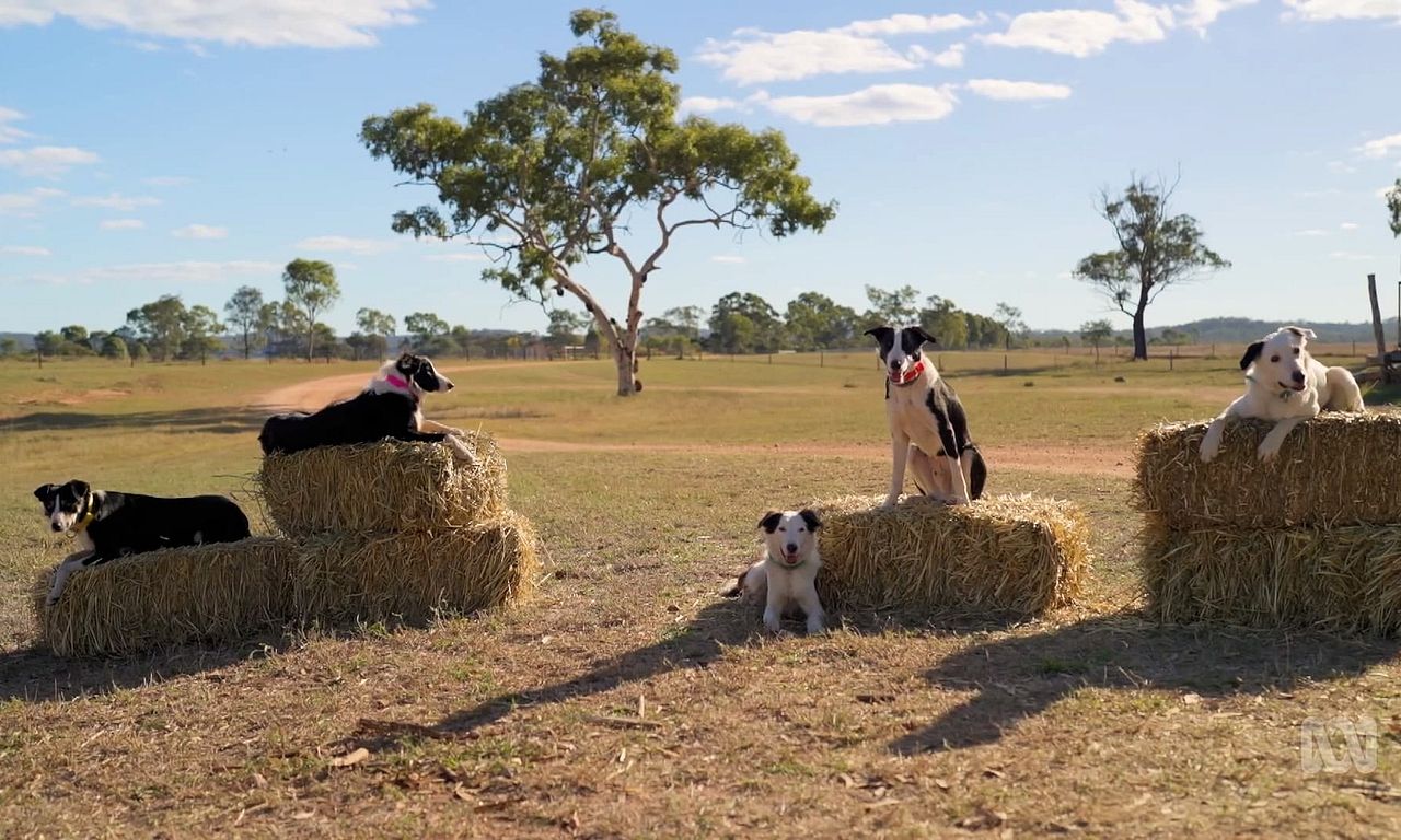 header image for Muster Dogs