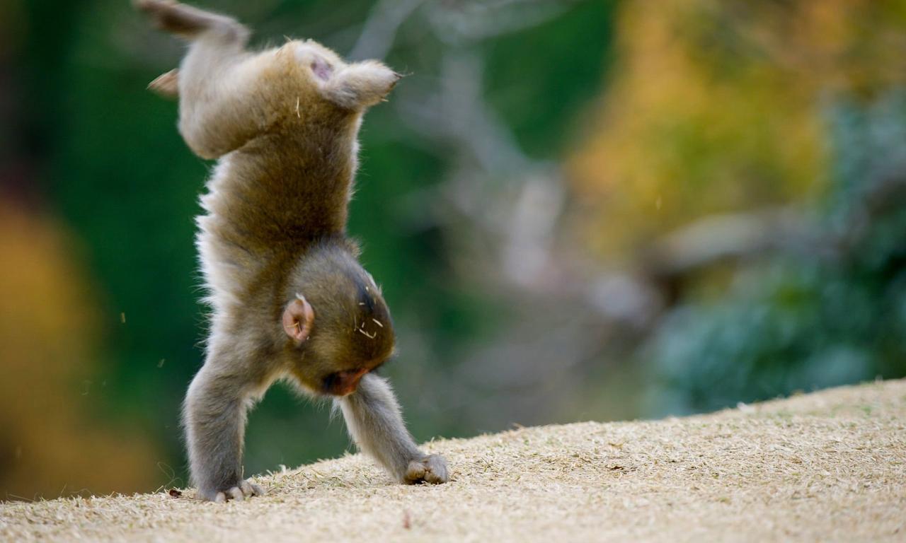 header image for Animals at Play