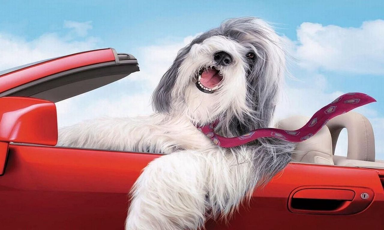 header image for The Shaggy Dog