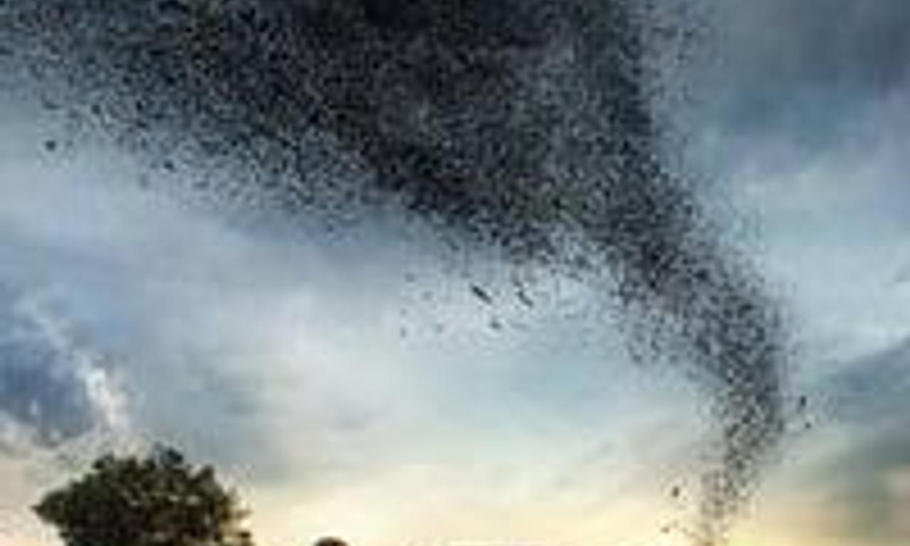 header image for The Swarm