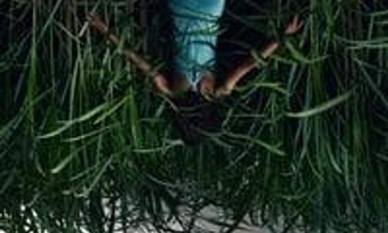 header image for In the Tall Grass