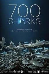 700 Sharks