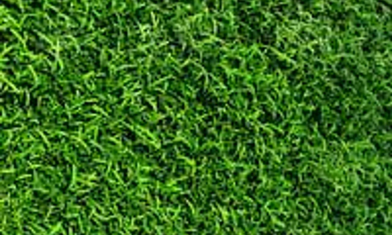 header image for La Belle Verte