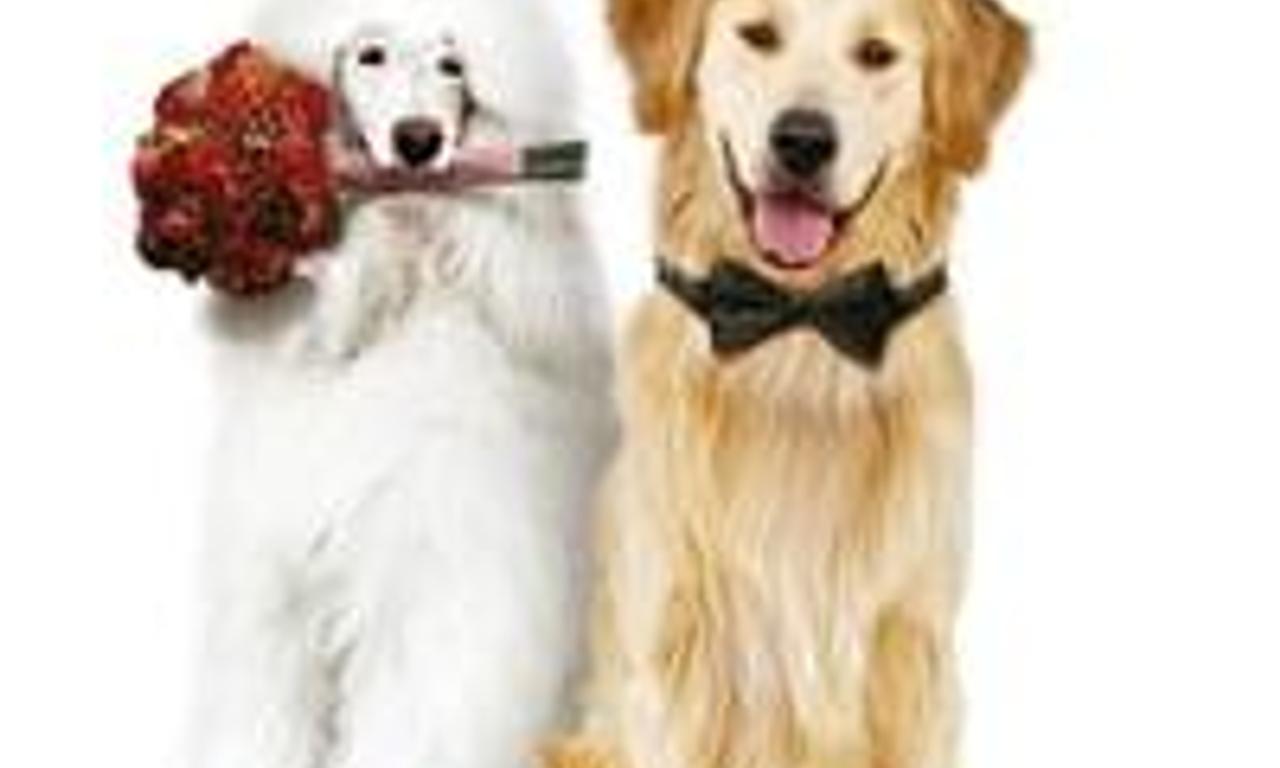 header image for A Christmas Wedding Tail