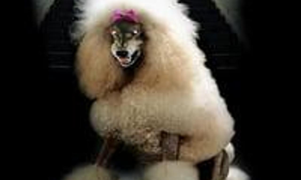 header image for The Boneyard