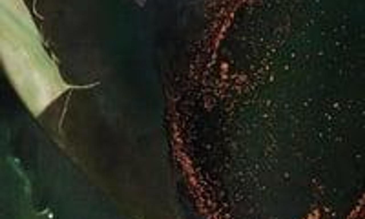 header image for Idol