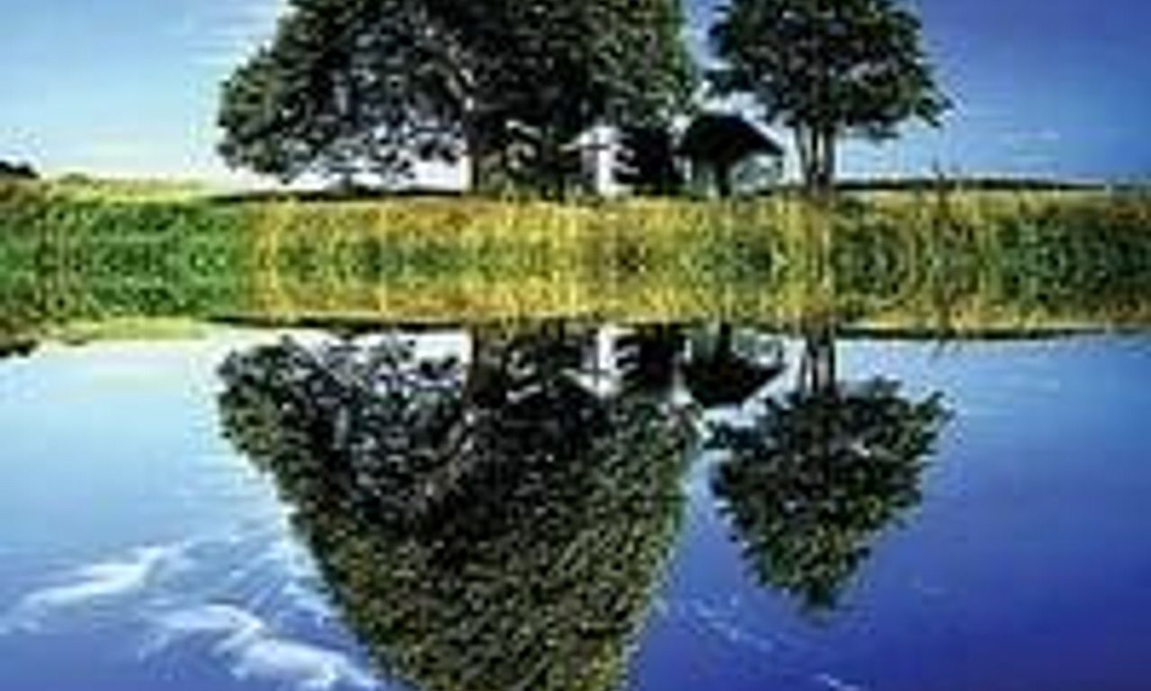 header image for The Quack