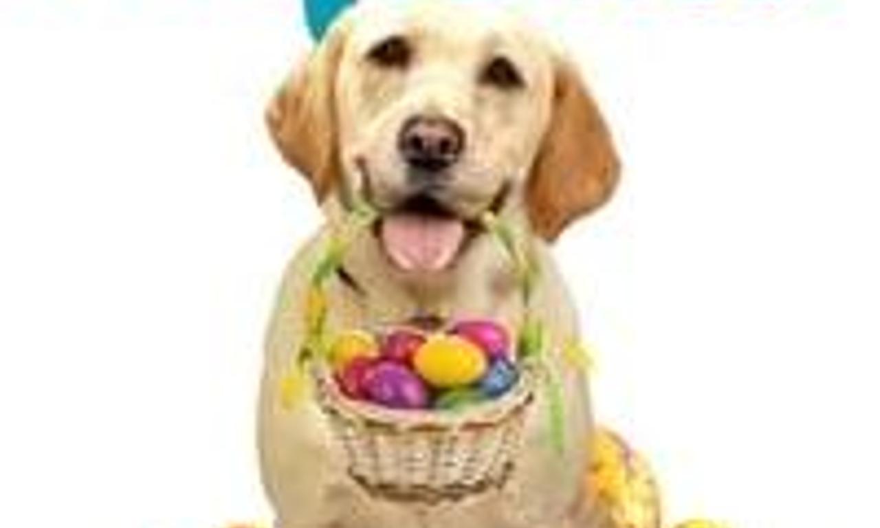 header image for The Dog Who Saved Easter