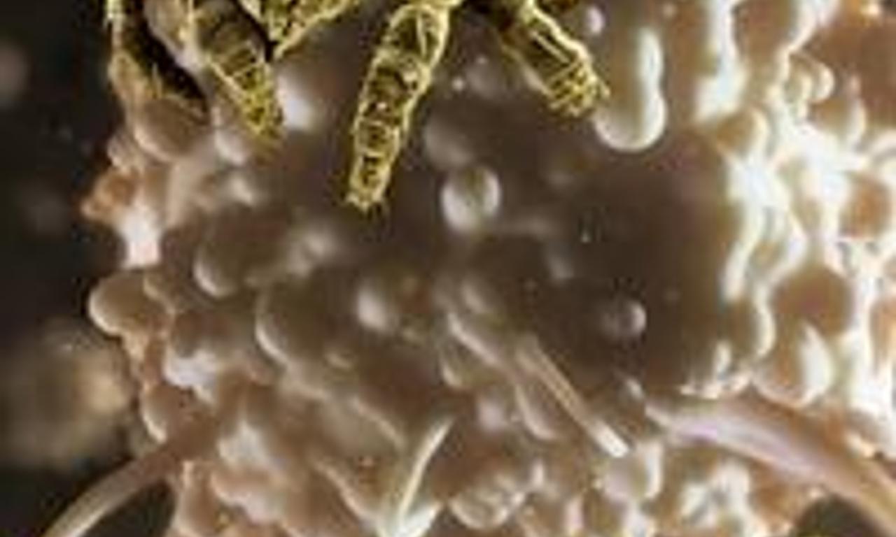 header image for Life on Us: A Microscopic Safari