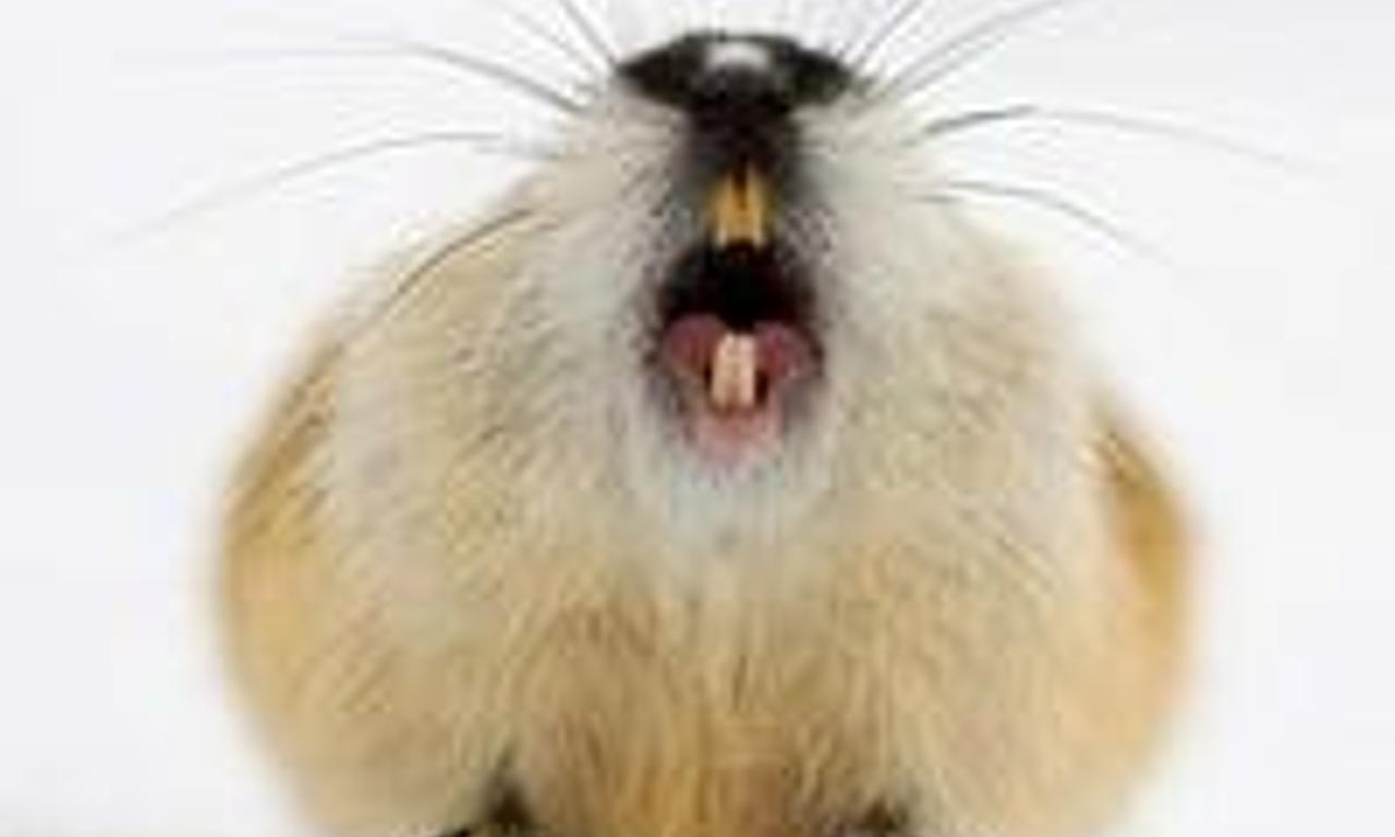 header image for Lemming: The Little Giant of the North
