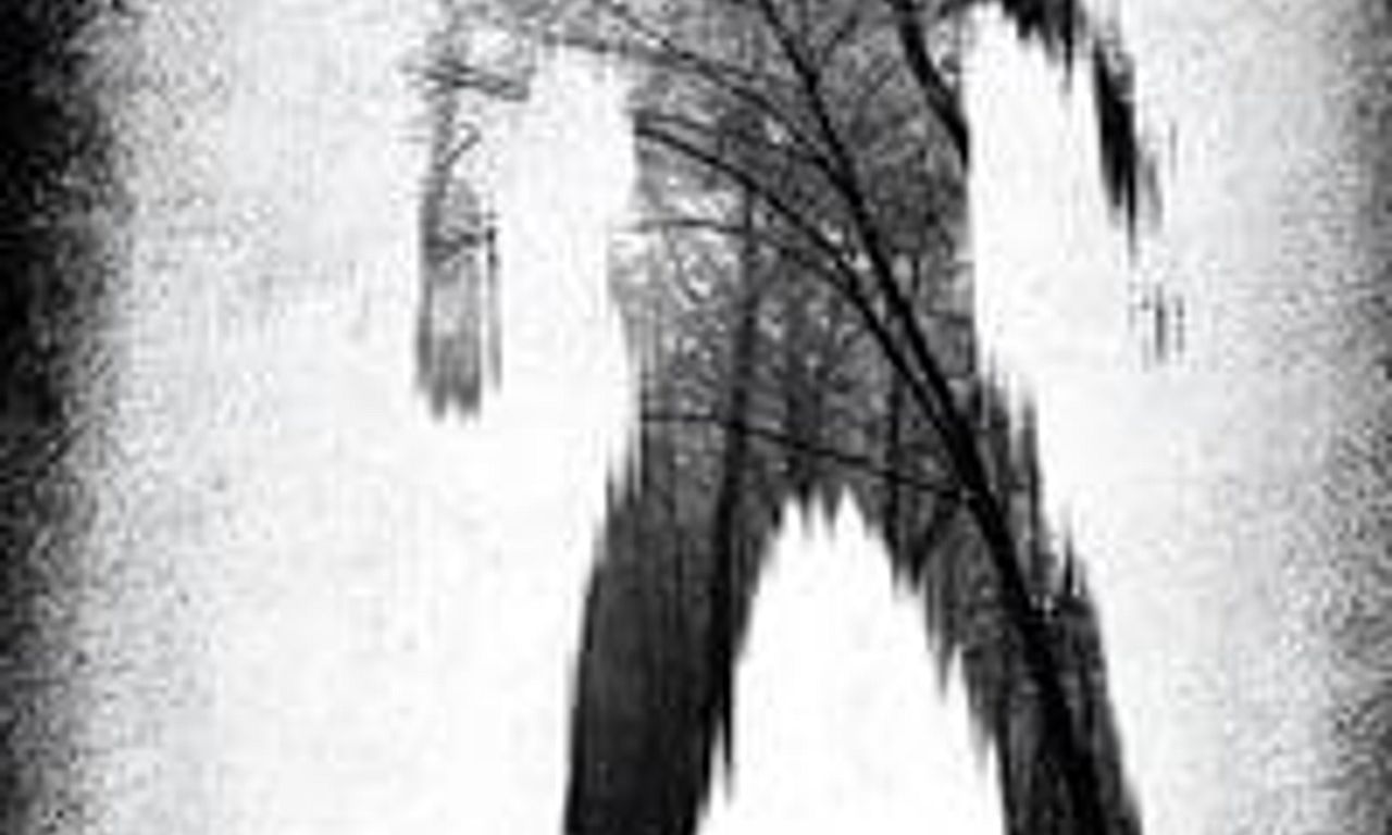 header image for Silver Woods