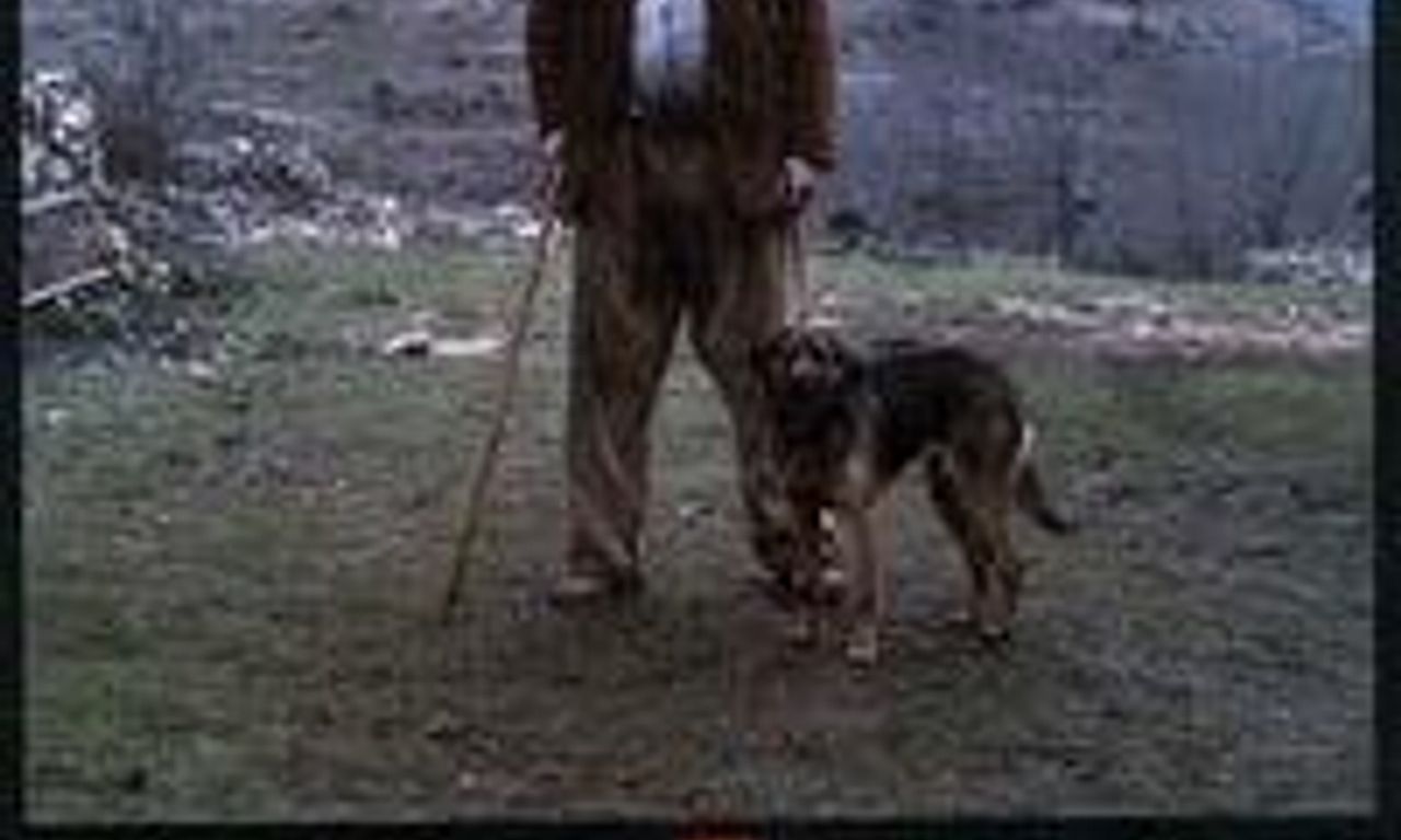 header image for El disputado voto del señor Cayo