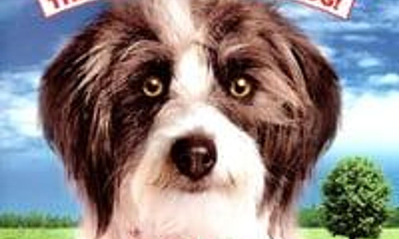 header image for Sox: A Family's Best Friend