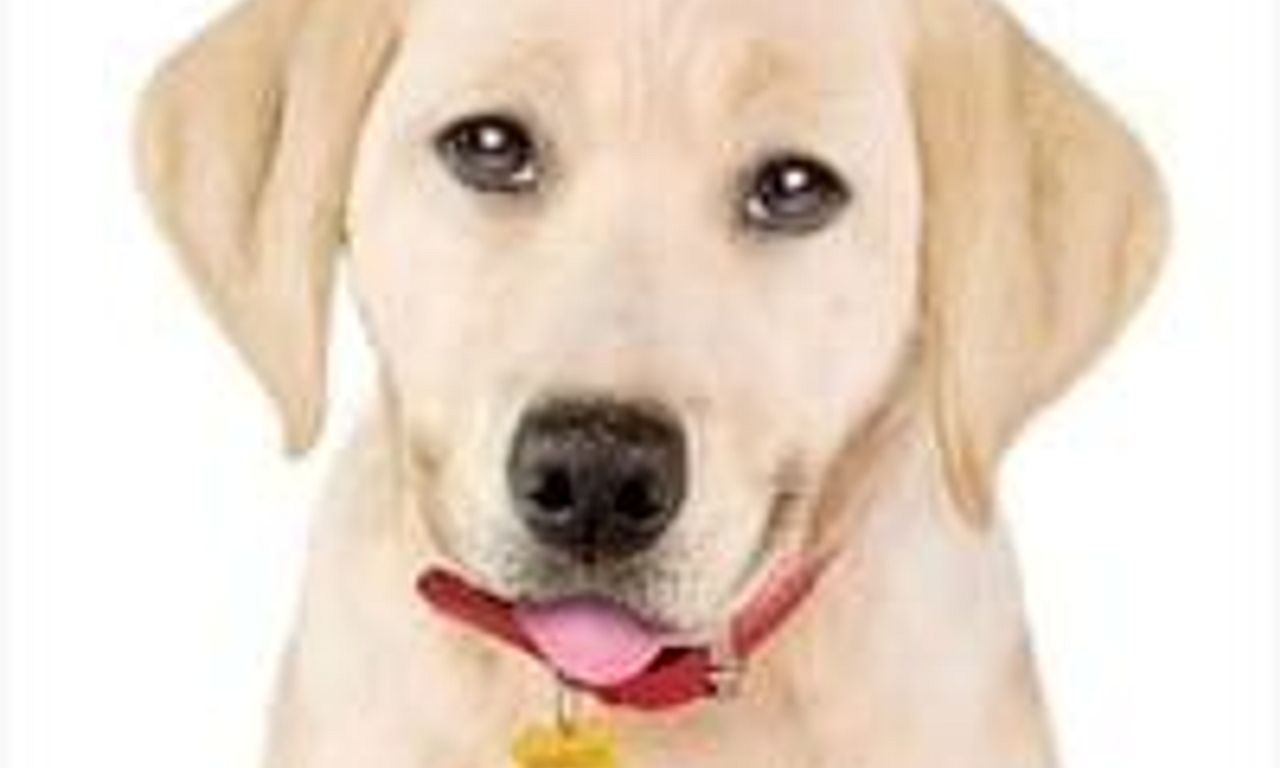 header image for Marley & Me: The Puppy Years